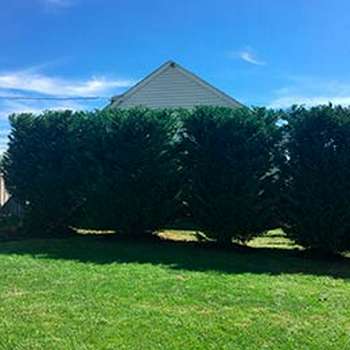 Tree Trimming