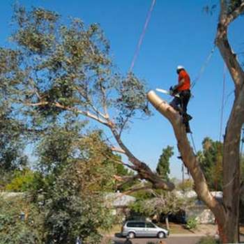Tree Removal